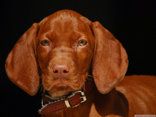 Обои картинки фото животные, собаки