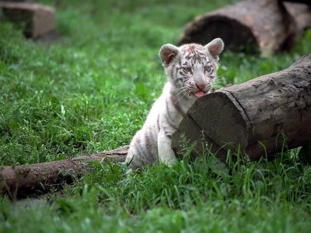 Обои картинки фото животные, тигры