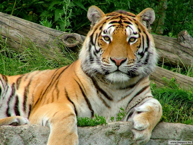 Обои картинки фото животные, тигры