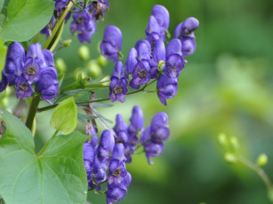 Картинка цветы