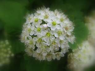 Картинка цветы цветущие деревья кустарники