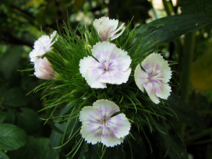 Картинка цветы гвоздики