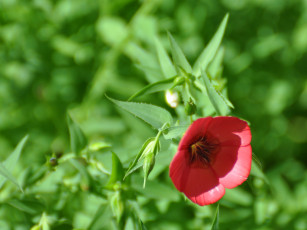 Картинка цветы луговые полевые