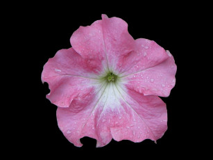 Картинка цветы петунии калибрахоа