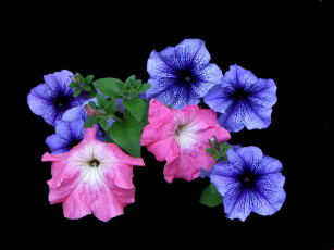 Картинка цветы петунии калибрахоа