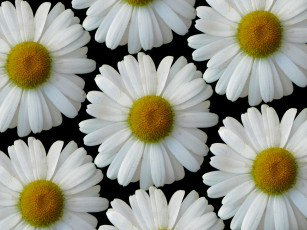 Картинка цветы ромашки