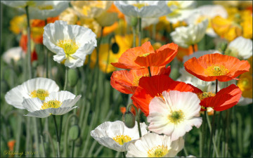 Картинка цветы маки