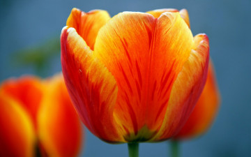 Картинка цветы тюльпаны