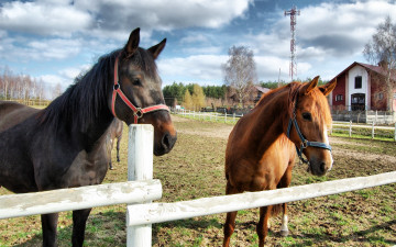 Картинка животные лошади