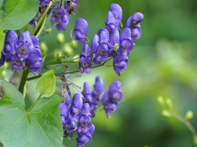 Обои картинки фото цветы