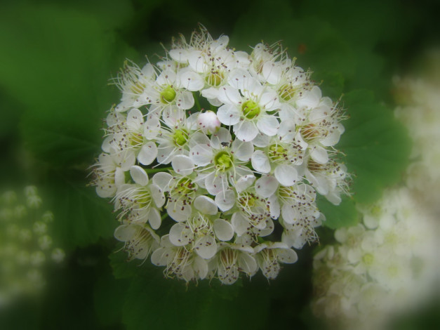 Обои картинки фото цветы, цветущие, деревья, кустарники