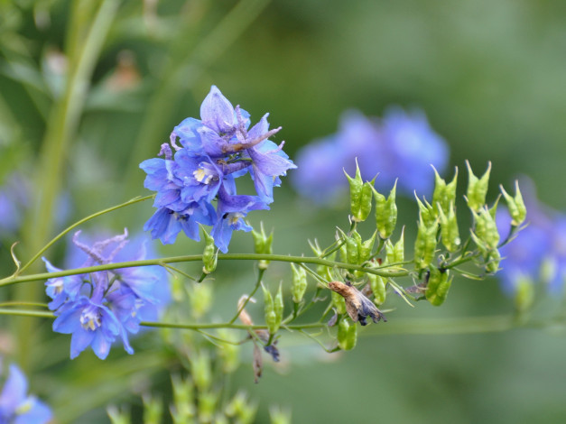 Обои картинки фото цветы, дельфиниум