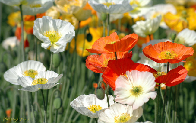 Обои картинки фото цветы, маки