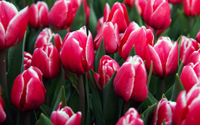 Обои картинки фото цветы, тюльпаны