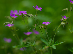 Картинка цветы герань