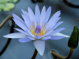 Картинка цветы лилии водяные нимфеи кувшинки