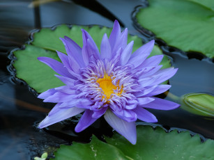 Картинка цветы лилии водяные нимфеи кувшинки