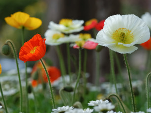 Картинка цветы маки