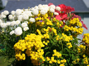 Картинка цветы разные вместе