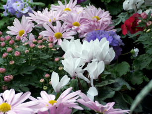 Картинка цветы разные вместе