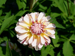 Картинка георгин цветы георгины