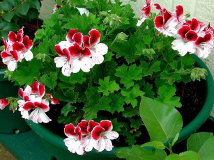 Картинка герань цветы