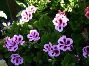 Картинка герань цветы