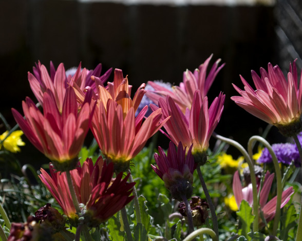 Обои картинки фото цветы, цинерария