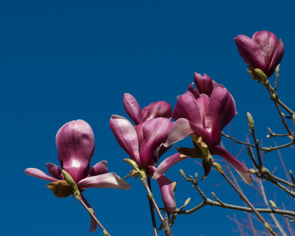 Обои картинки фото цветы, магнолии