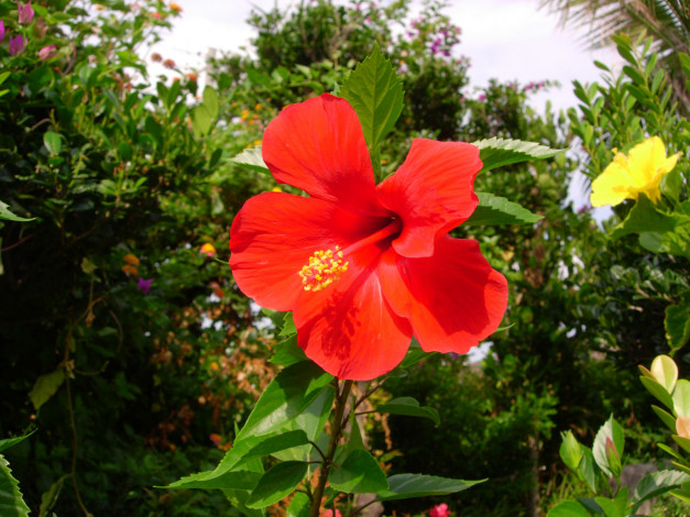 Обои картинки фото цветы, гибискусы