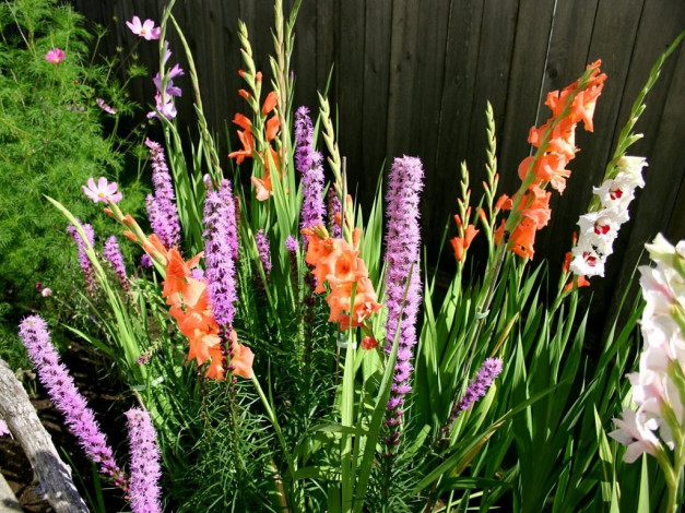 Обои картинки фото цветы, разные, вместе