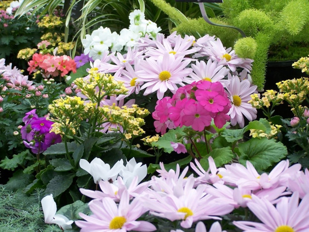 Обои картинки фото цветы, разные, вместе