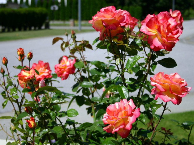 Обои картинки фото цветы, розы