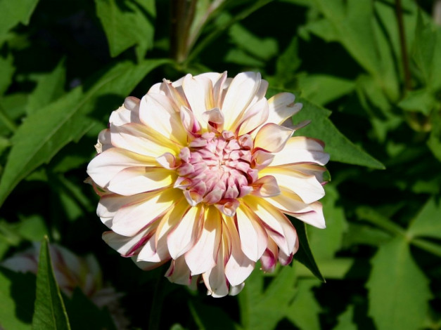 Обои картинки фото георгин, цветы, георгины