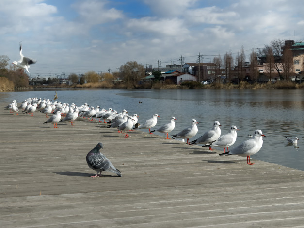 Обои картинки фото животные, Чайки, бакланы, крачки