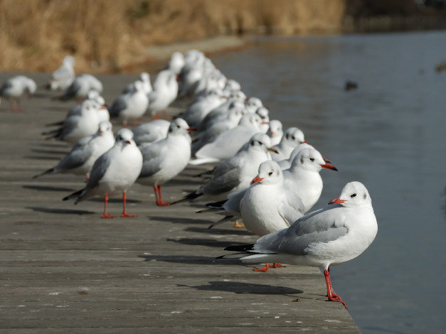 Обои картинки фото животные, Чайки, бакланы, крачки