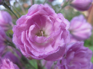 Картинка цветы эустома макро