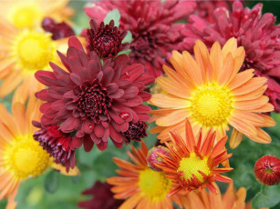 Картинка цветы хризантемы бордовый оранжевый