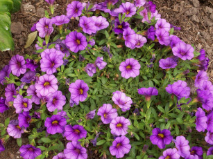 Картинка калибрахоа цветы петунии