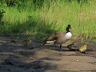 Картинка животные гуси утята казарка