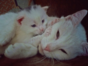 Картинка животные коты котёнок кошка белые