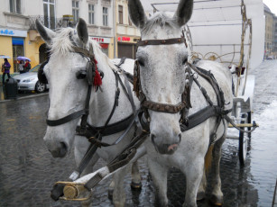 Картинка животные лошади упряжь