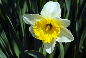 Картинка цветы нарциссы нарцыс