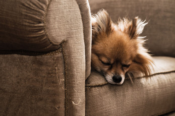 Картинка животные собаки сон