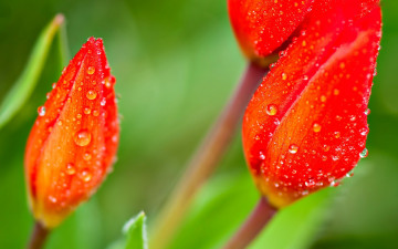 Картинка цветы тюльпаны капли бутоны