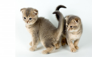 Картинка животные коты котята вислоухий
