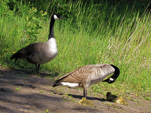 Обои картинки фото животные, гуси, казарка, утята