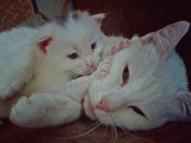 Обои картинки фото животные, коты, котёнок, кошка, белые