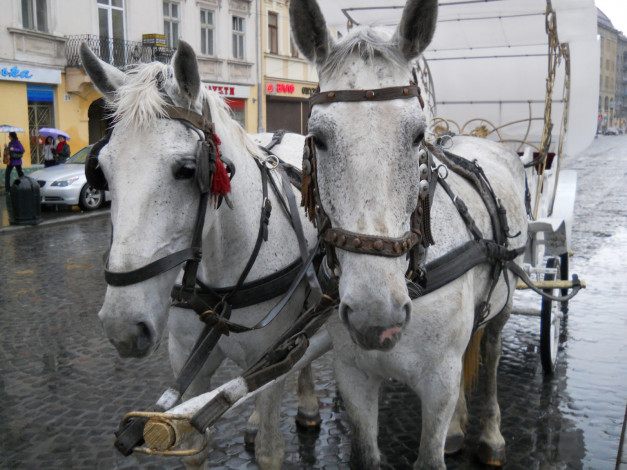 Обои картинки фото животные, лошади, упряжь