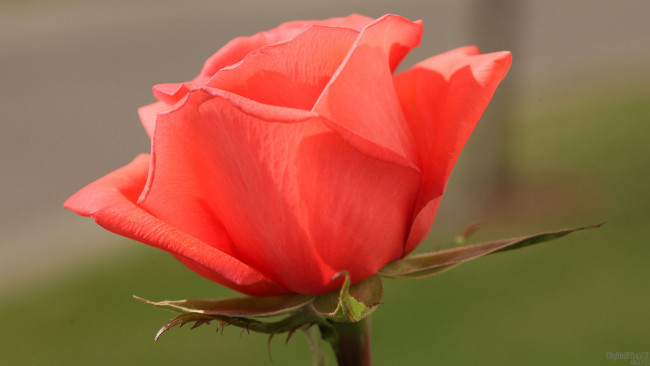 Обои картинки фото цветы, розы, роза